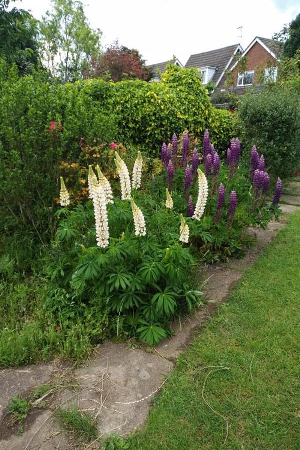 Bed and Breakfast Twenty Skellingthorpe Exterior foto